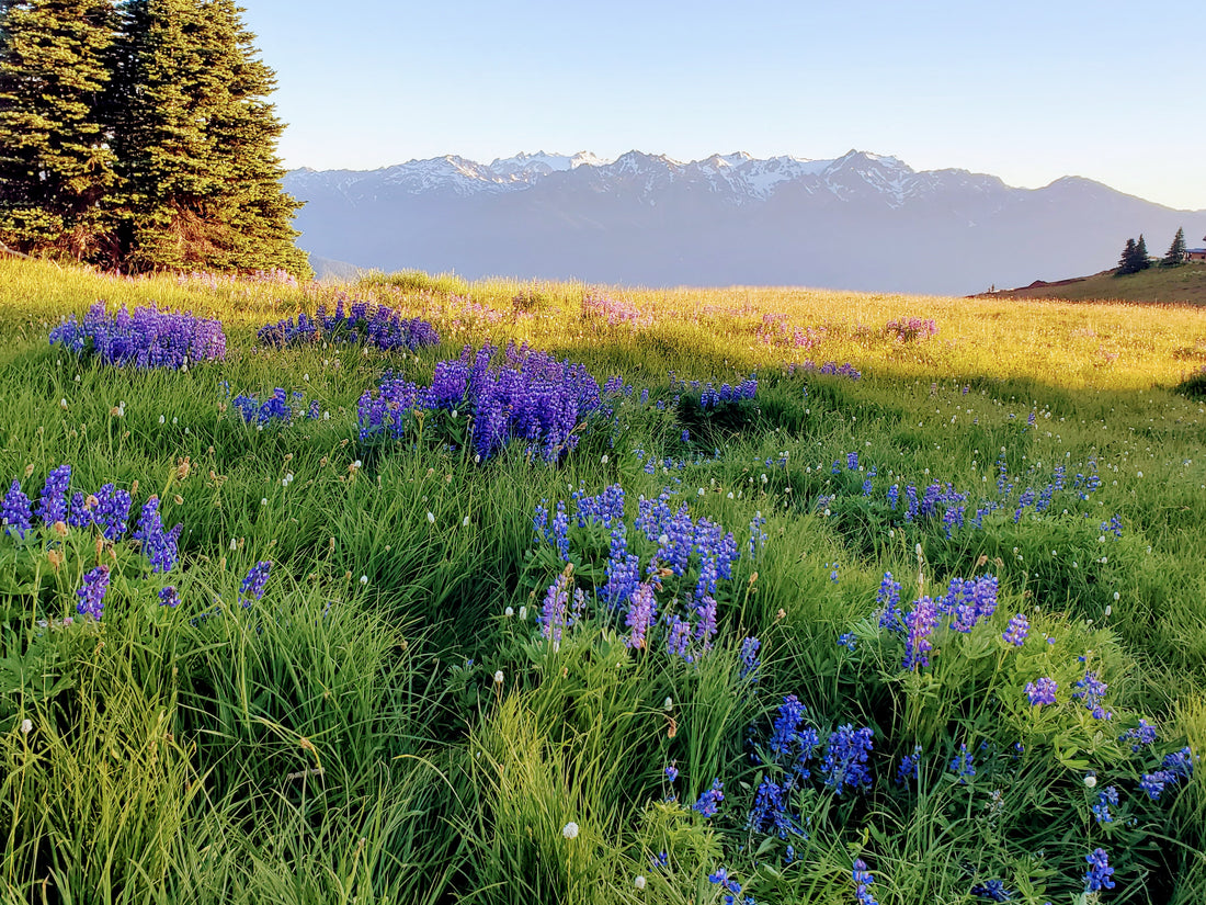 Top 3 Reasons I Love The Pacific Northwest